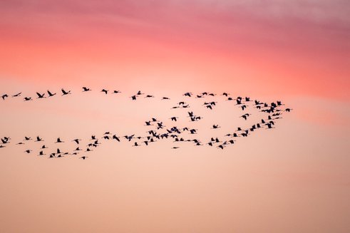 Februari 2022: Kraanvogels verlaten het Wolfsplateau (Luuk Belgers)